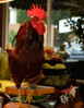 rhode island red capes